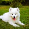 Samoyed puppy Paint By Numbers