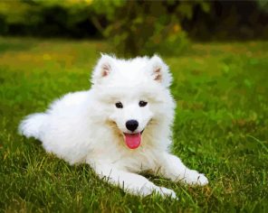 Samoyed puppy Paint By Numbers