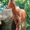 Barbary Sheep Paint By Numbers