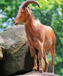 Barbary Sheep Paint By Numbers