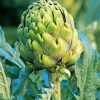 Fresh Artichoke Paint By Numbers