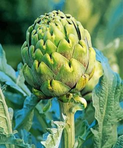 Fresh Artichoke Paint By Numbers