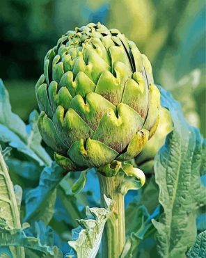 Fresh Artichoke Paint By Numbers