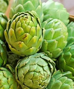 Artichokes Vegetable Paint By Numbers