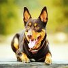 Australian Kelpie Paint By Numbers