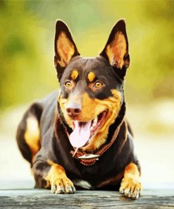 Australian Kelpie Paint By Numbers