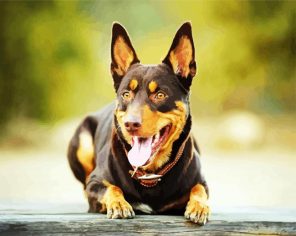 Australian Kelpie Paint By Numbers