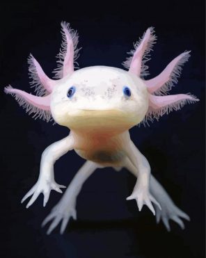 Little Axolotl Paint By Numbers