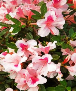 Pinky Azaleas Paint By Numbers