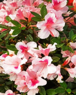 Pinky Azaleas Paint By Numbers