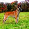 Brown Malinois Paint By Numbers