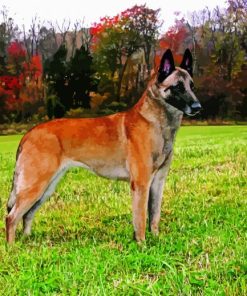 Brown Malinois Paint By Numbers