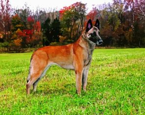 Brown Malinois Paint By Numbers