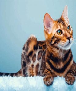 Bengal Kitty Paint By Numbers