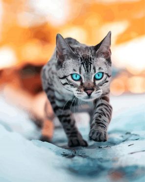 Blue Eyes Kitty Paint By Numbers