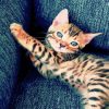 Little Bengal Paint By Numbers