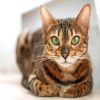 Green Eyes Cat Paint By Numbers