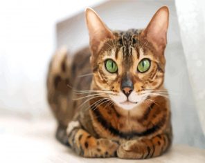 Green Eyes Cat Paint By Numbers