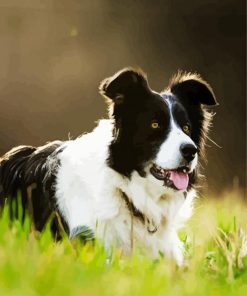 Puppy Border Collie Paint By Numbers