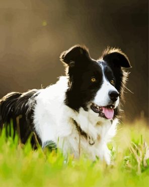 Puppy Border Collie Paint By Numbers