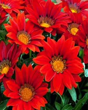 Blooming Red Gazania Paint By Numbers