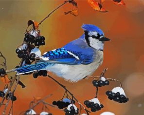 Jay Bird Paint By Numbers