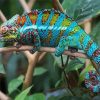 Tropical Chameleon Paint By Numbers