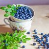 Blueberries In Cup Paint By Numbers