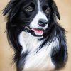 Doggy Art Paint By Numbers