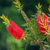 Red Blossom Paint By Numbers