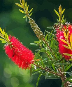 Red Blossom Paint By Numbers