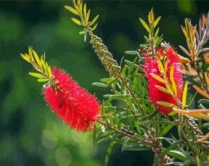 Red Blossom Paint By Numbers