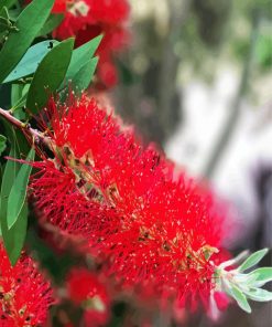 Blossom plant Paint By Numbers