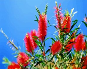 Red plant Paint By Numbers