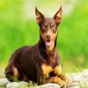 Brown Kelpie Paint By Numbers