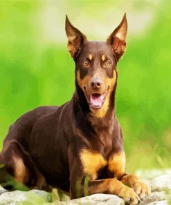 Brown Kelpie Paint By Numbers