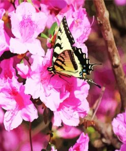 Butterfly On Flowers Paint By Numbers