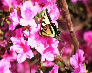 Butterfly On Flowers Paint By Numbers