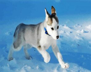 Snow Puppy Paint By Numbers