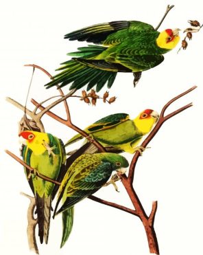 Aesthetic Parrot Paint By Numbers