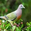 Gorgeous Columbidae Paint By Numbers