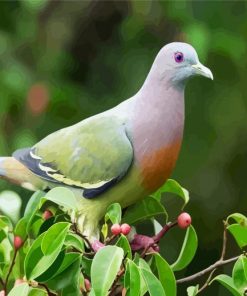 Gorgeous Columbidae Paint By Numbers