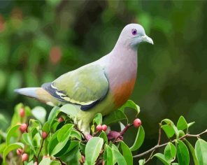 Gorgeous Columbidae Paint By Numbers