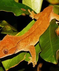 Crested Gecko Paint By Numbers