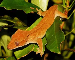 Crested Gecko Paint By Numbers