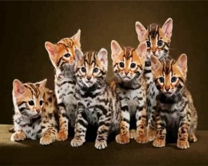 Bangal Kittens Paint By Numbers