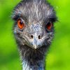 Emu Eyes Paint By Numbers