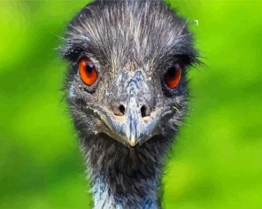 Emu Eyes Paint By Numbers