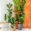 Fiddle Leaf Fig Paint By Numbers