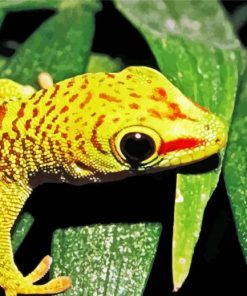 Gecko Reptile Paint By Numbers